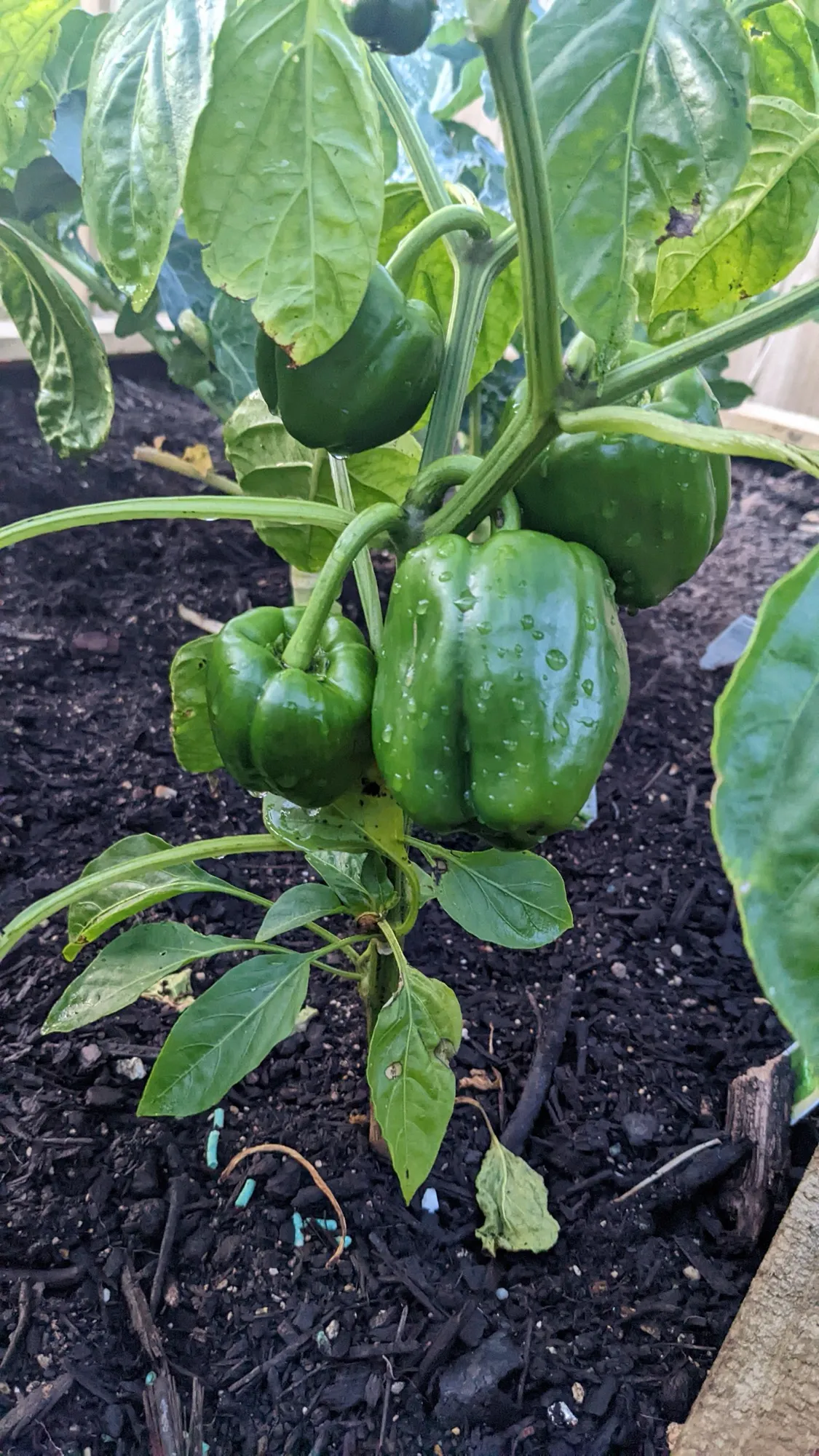 Home-grown garden produce