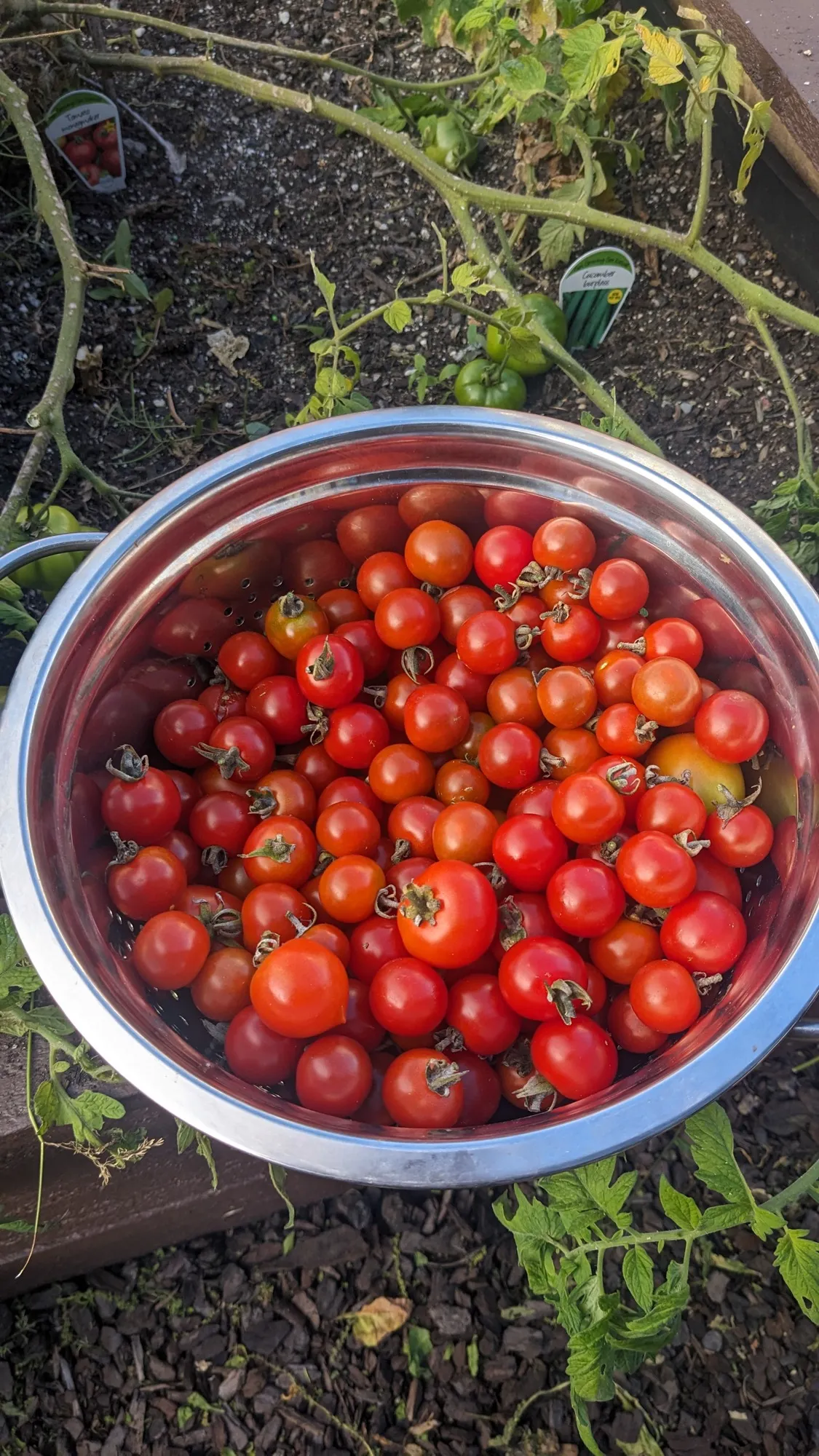 Home-grown garden produce
