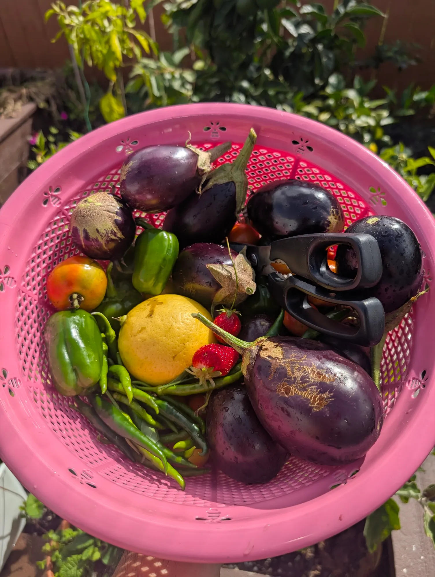 Home-grown garden produce